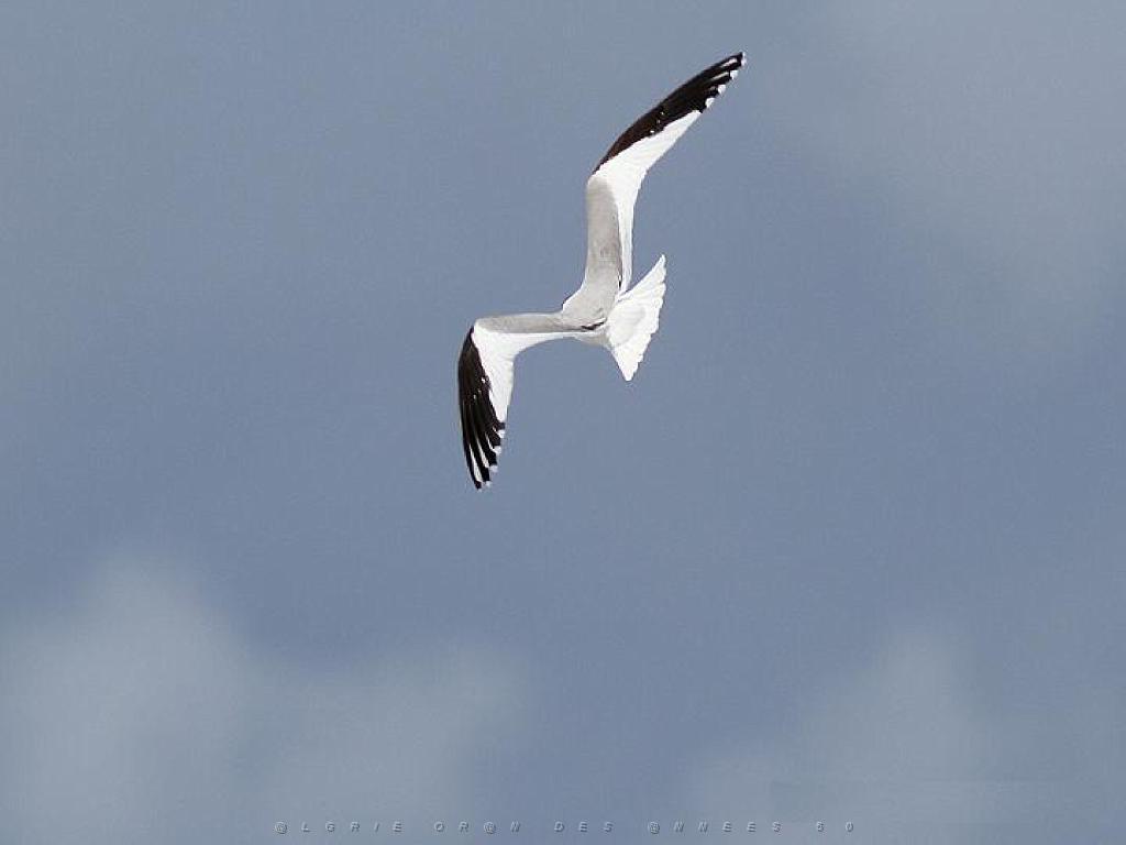 156 ILE DE HOEDIC_000057.jpg
